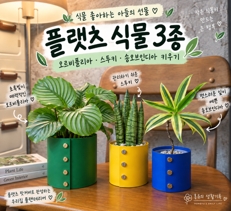플랫츠 식물 구매 후기｜오르비폴리아·스투키·송오브인디아