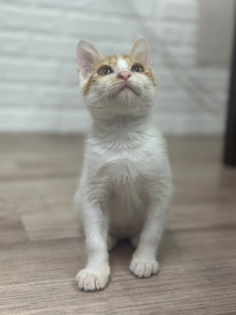 닥터펠리스 고양이 종합영양제, 츄르처럼 잘 먹는 영양간식