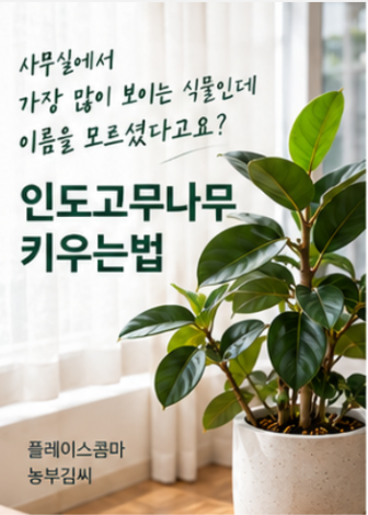 인도고무나무 키우는법｜물주기부터 잎떨어짐, 분갈이까지 (플레이스콤마)