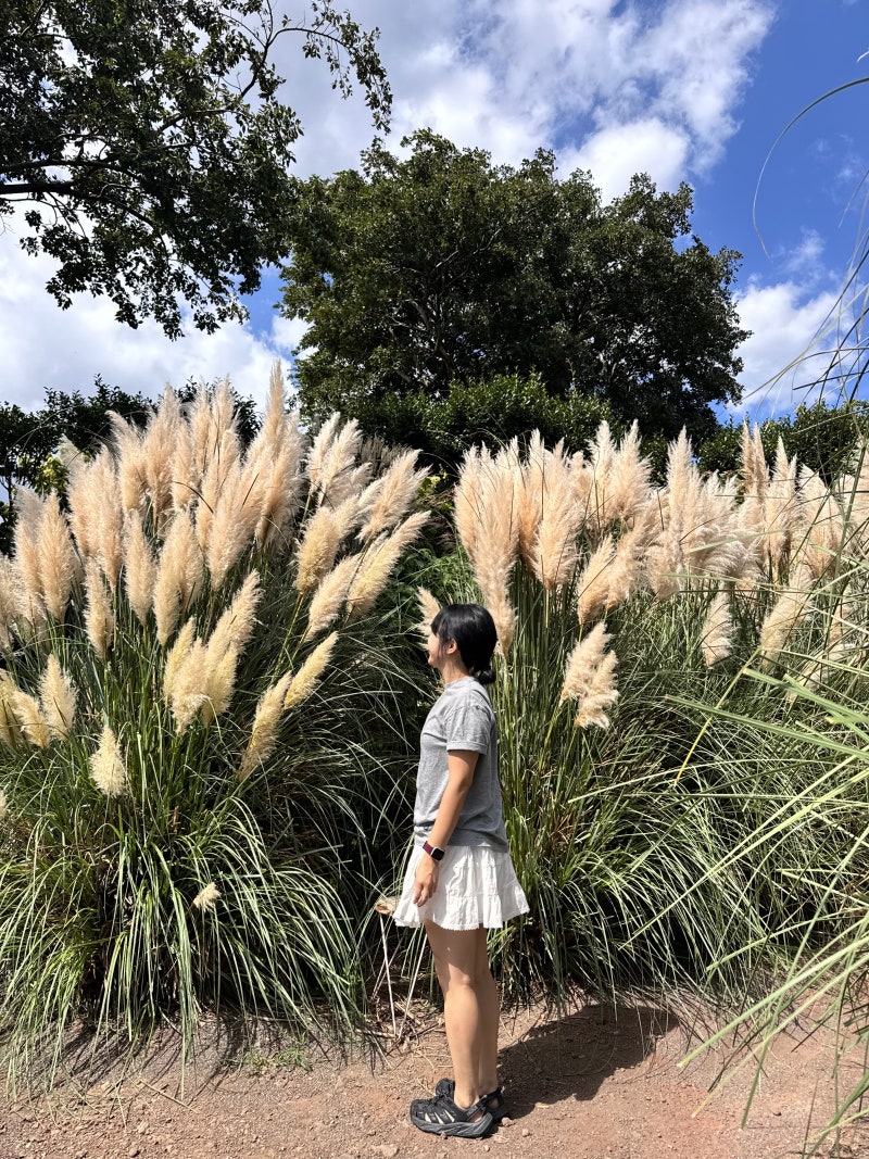 濟州島熱門景點 Manor Blanc 植物園 粉黛亂子草名所