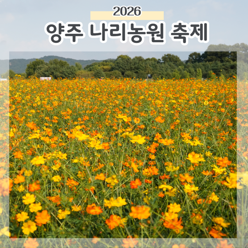 2026 양주 나리농원 개화상황 예쁨 천일홍 축제 주차정보