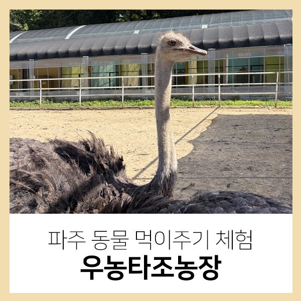 파주동물 먹이주기 체험 우농타조농장 3살아기 가볼만한 곳 장단점