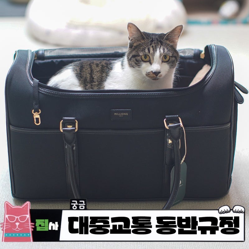 추석 대중교통 반려동물 동반규정, 옆자리에 그냥 앉혔다가 요금 10배 낼수도...