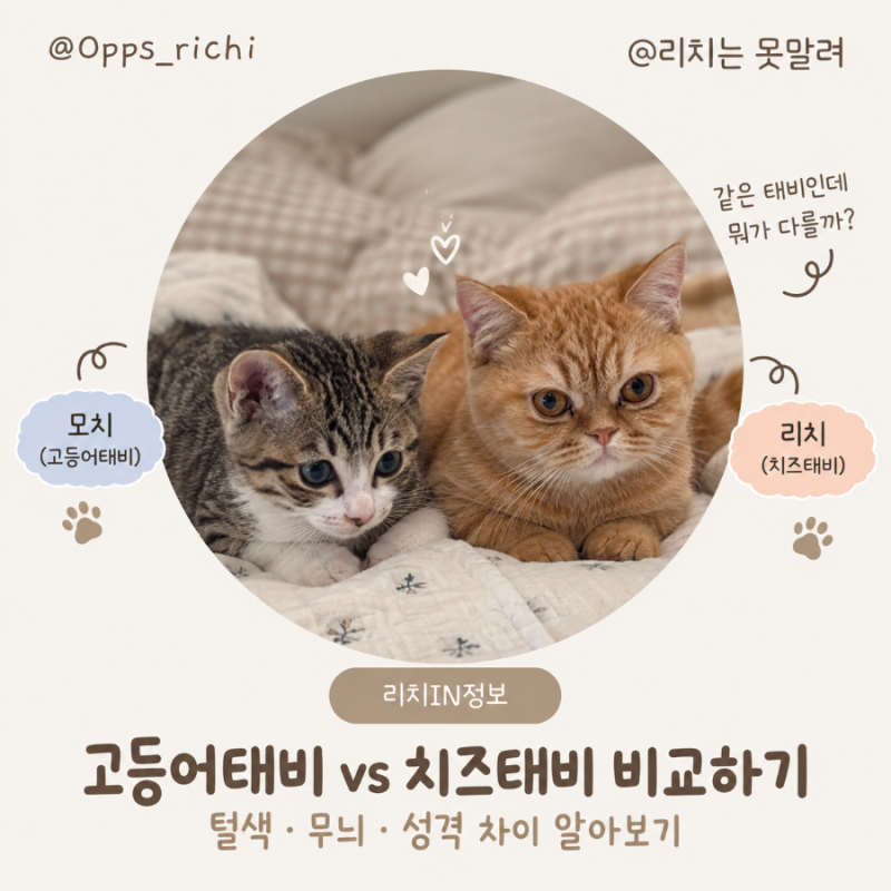 고등어 태비 · 치즈 태비 비교하기 | 털색 · 무늬 · 성격 차이 알아보기