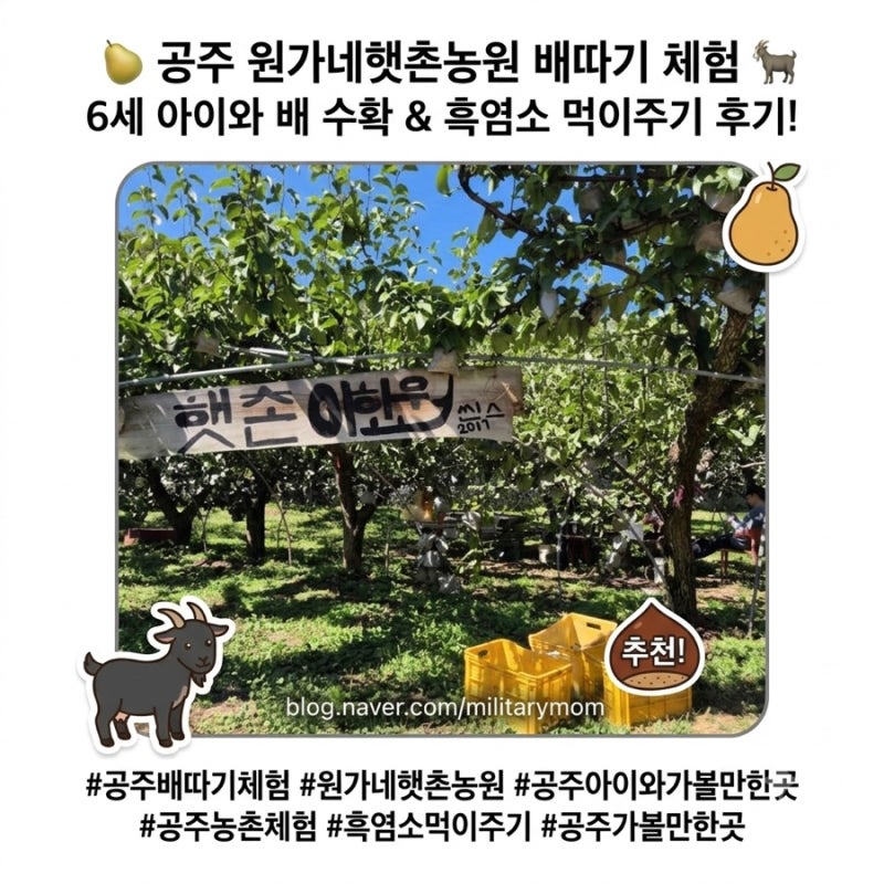 공주 배따기 체험 아이와 함께 원가네햇촌농원에서 배 따고 흑염소 먹이주기까지!