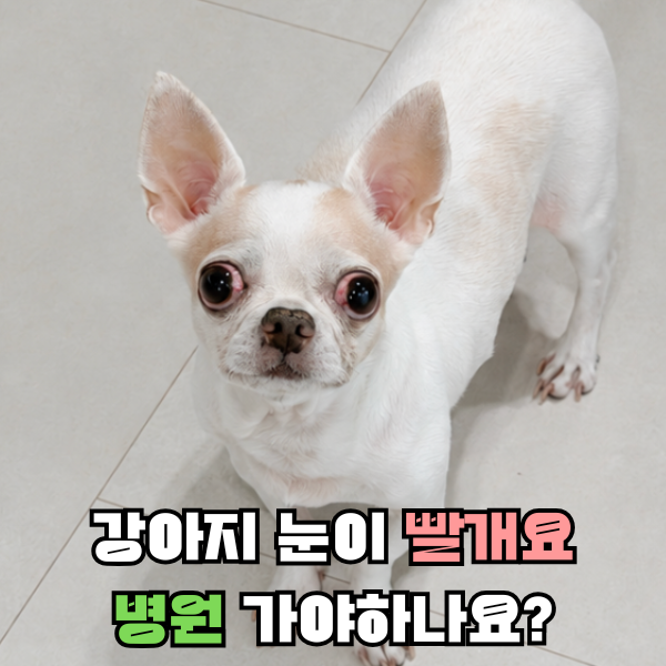 강아지 결막염 눈충혈 눈 가려움증 그냥 넘기면 안되는 이유