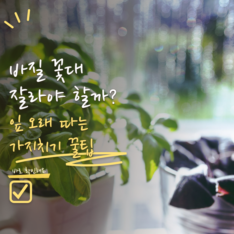 바질 키우기 꽃대가 올라왔다면 잘라야 할까? 잎 오래 수확하는 가지치기 방법