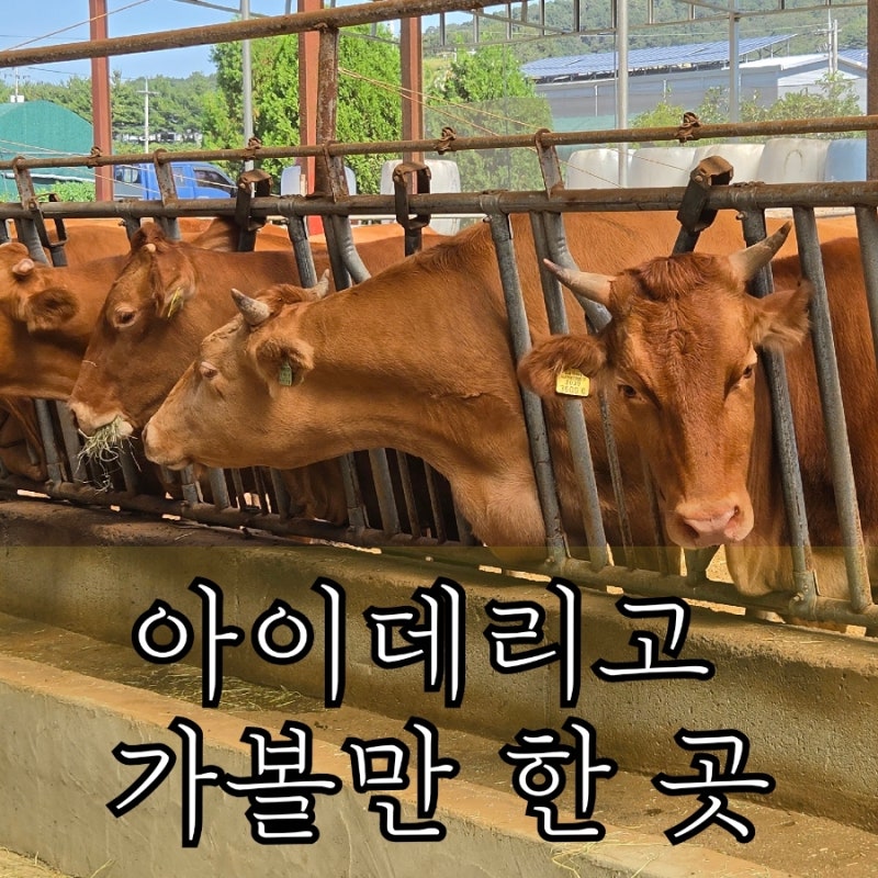 파주 아이와 가볼 만한 곳｜동물체험부터 감자캐기까지 룰루목장
