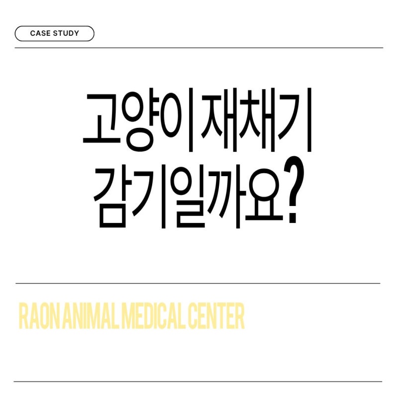 고양이가 재채기를 자주 해요, 감기일까요?_원당동물병원