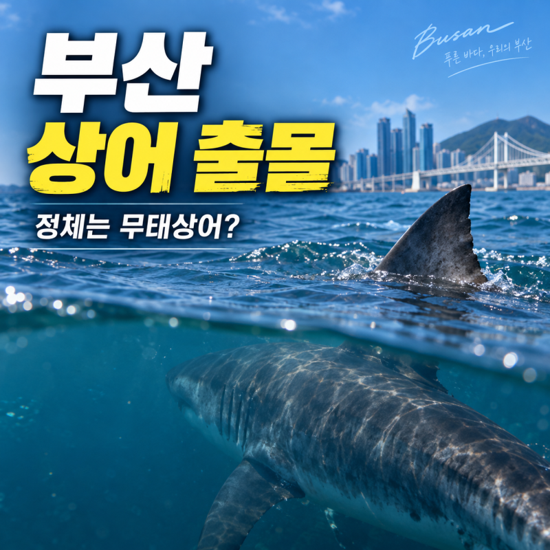 부산 북항에 3m 상어가? 무태상어 특징과 출몰 이유