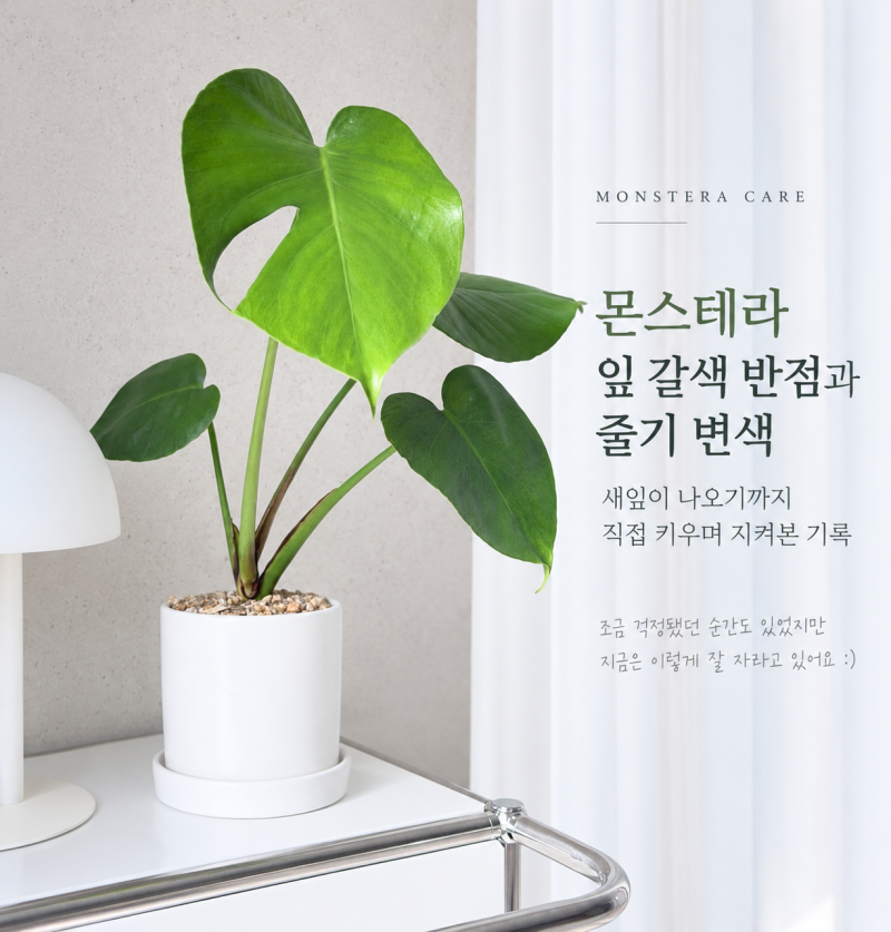 몬스테라 갈변, 새잎이 나오기까지 관리 기록