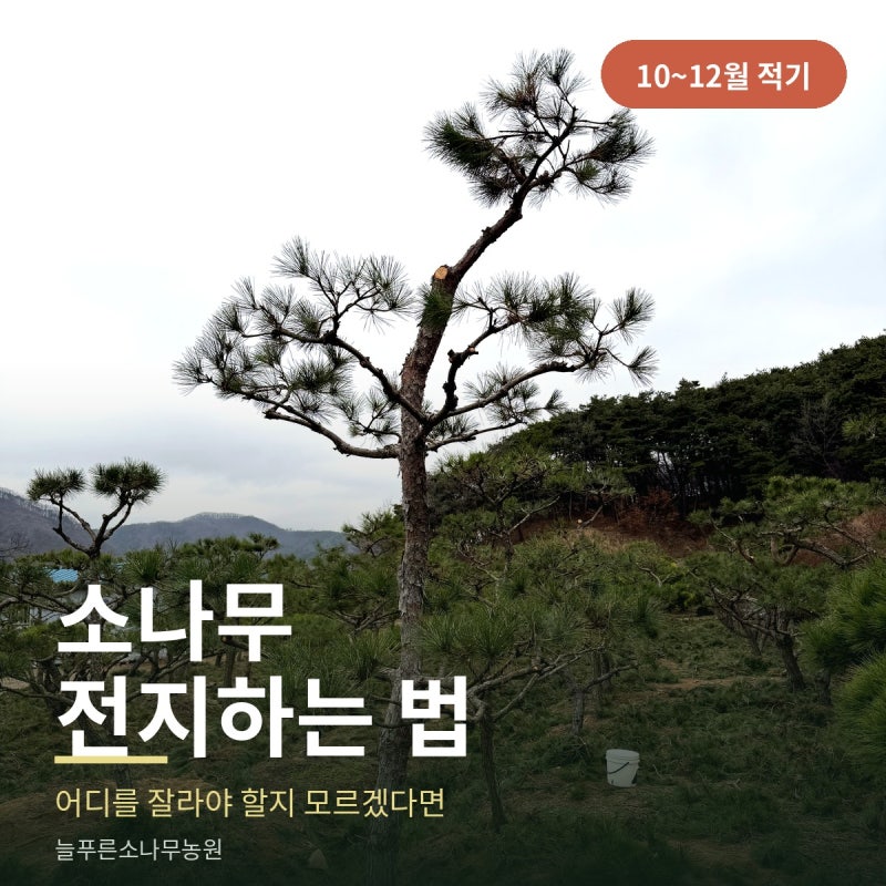 소나무 전지하는 법 — 어디를 잘라야 할지 모르겠다면