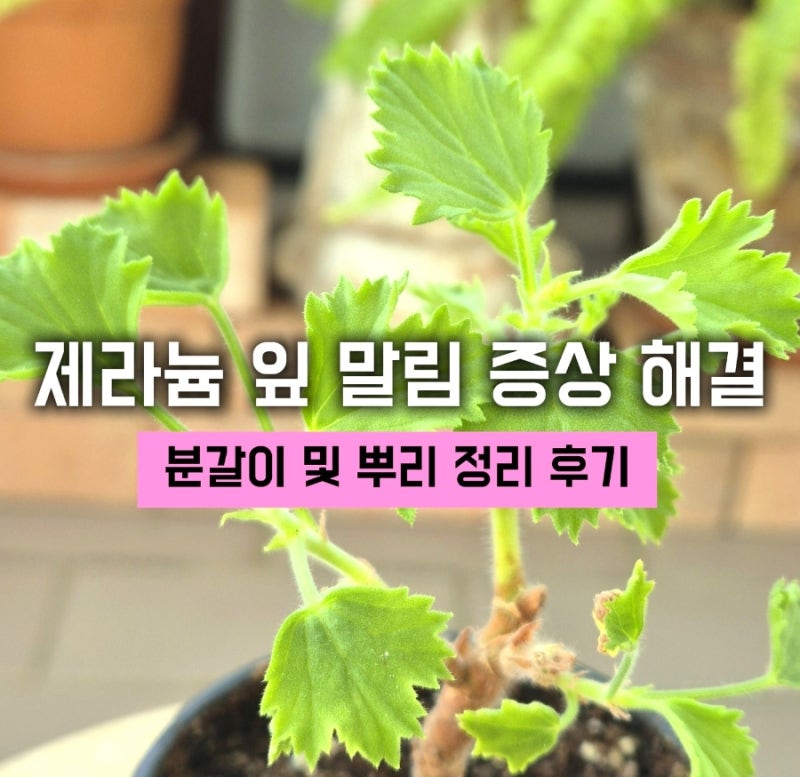 제라늄 잎 말림 증상 해결 : 캔디플라워 피치클라우드 분갈이 및 뿌리 정리 후기,,
