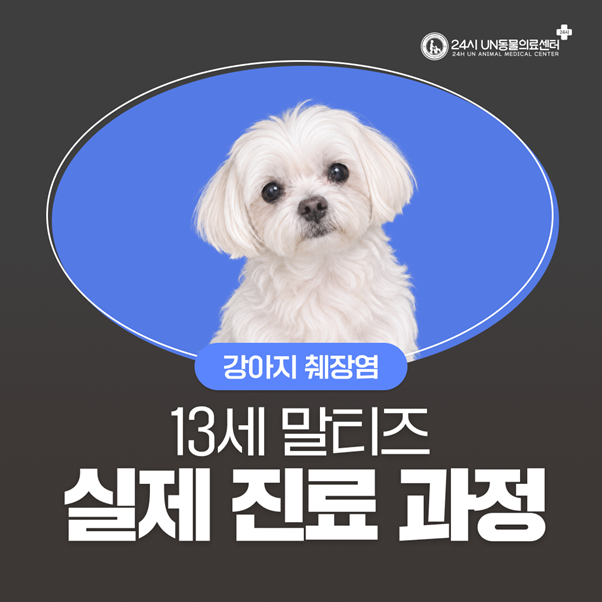 부산강아지췌장염, 과식으로 인한 강아지 급성 췌장염 치료 사례