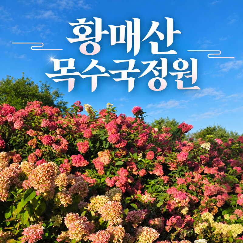 황매산 목수국정원 경남 추석 가볼만한곳, 주차·방문 시간 후기