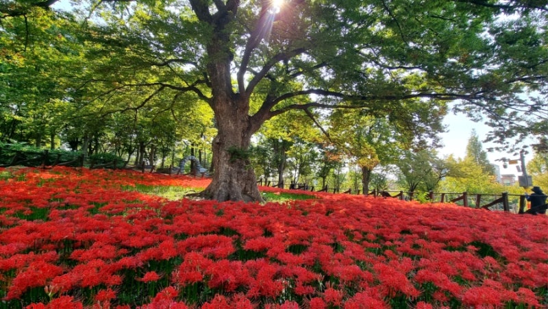 안산 황토십리길(한대앞역) 꽃무릇 만개