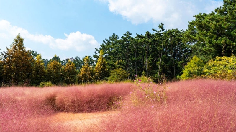 태안 가볼만한곳 태안 청산수목원 ㅡ 청산수목원팜파스 청산수목원핑크뮬리 팜파스명소 핑....