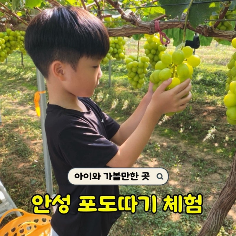안성 아이와 가볼만한 곳 샤인머스캣 포도따기 아리따운열매 체험 후기