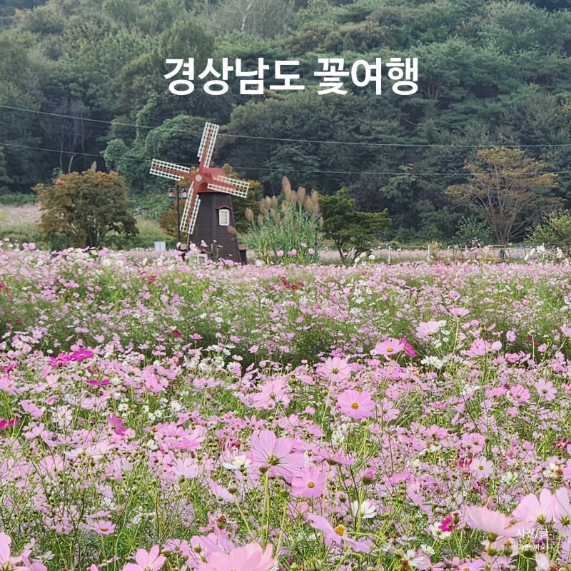 경남 가을꽃 여행 가볼만한곳 BEST5
