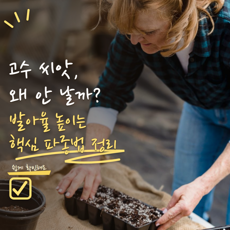 고수 키우기 씨앗이 안 난다면? 발아 잘되는 파종방법과 물주기 핵심