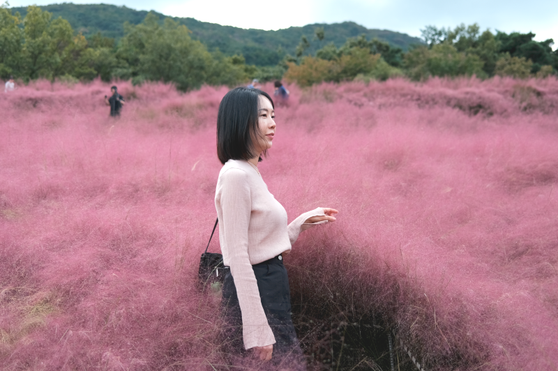 2026 경산·칠곡·고령·성주·청도 10월 초 가을여행 가볼만한곳 5곳 코스모스·핑크뮬리