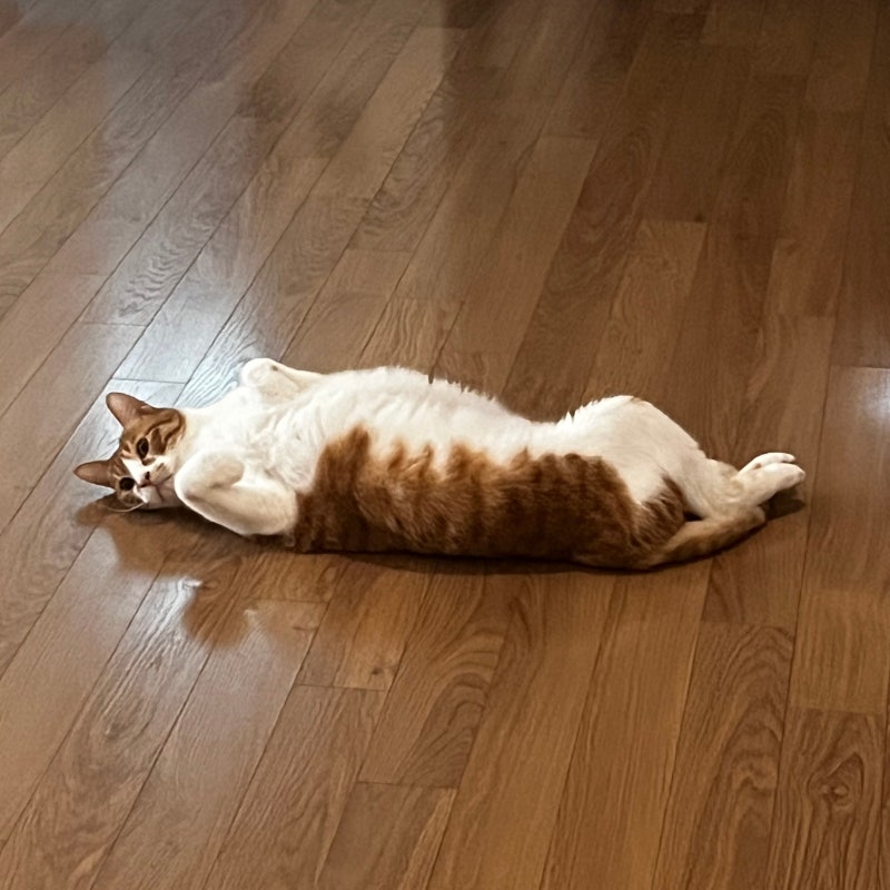 고양이 사료토, 헛구역질 지속되는 이유 5가지