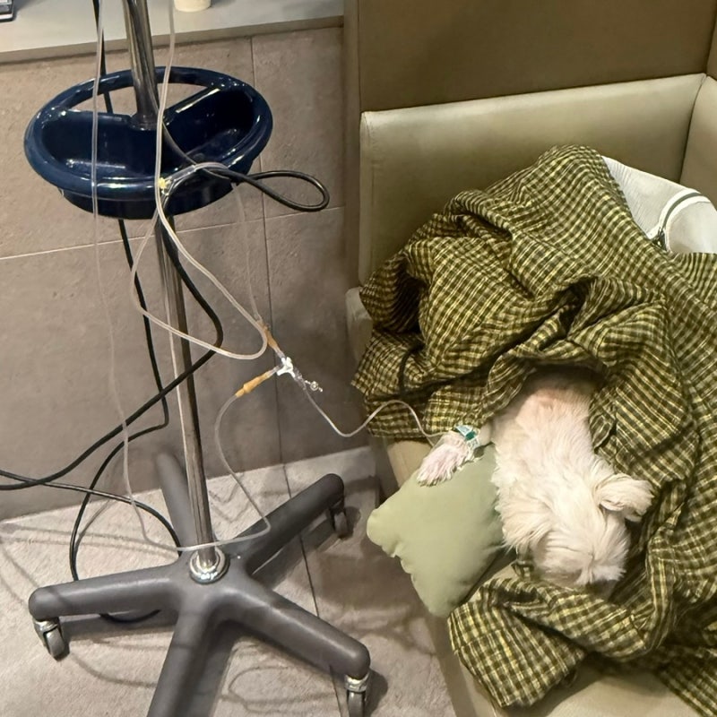 강아지 말티즈 방광암 조직검사 후기 심장병 노견 ct 입원 (부산 24시 리본동물의료센터)