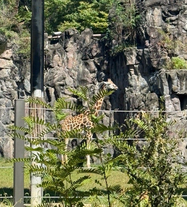 4살 아기랑 다녀온 서울대공원 동물원 추천 코스