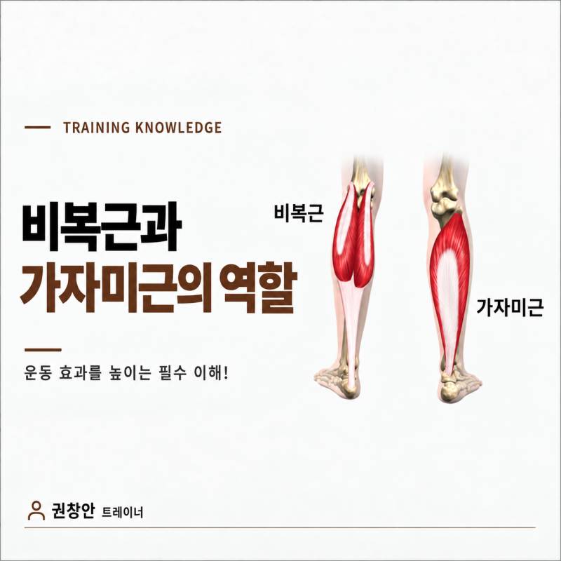 도당동PT 도당동헬스장 종아리 근육의 역할 제대로 알기! 비복근과 가자미근