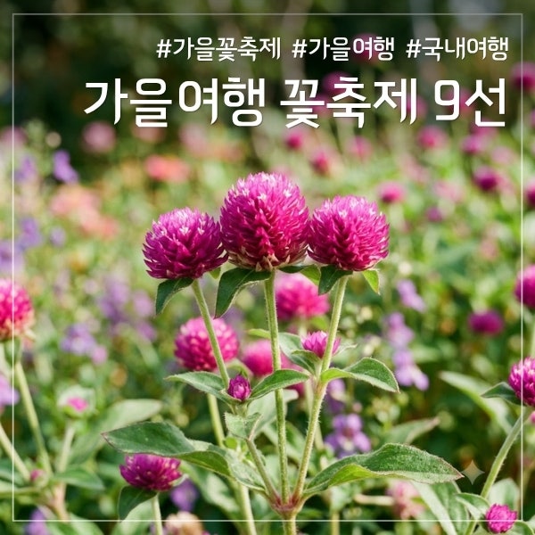 “가을 꽃구경, 여기 모르면 손해” 10월까지 전국 꽃축제 어디가 좋을까?