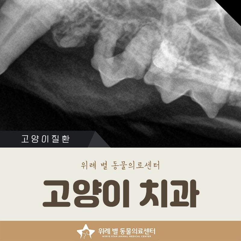 나이많은 고양이 스케일링 발치, 마취 무서워 미뤄왔다면 필독