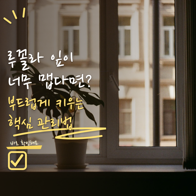 루꼴라 키우기 잎이 너무 맵다면? 부드럽게 수확하는 시기와 관리법