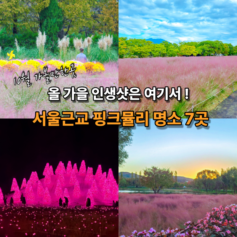 10월 가기 좋은 경기도 서울근교 핑크뮬리명소 7곳 개화시기