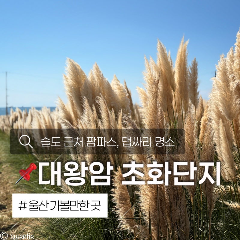 울산 가볼만한 곳 대왕암공원 초화단지 슬도 근처 가을 팜파스 댑싸리 명소 찾아가는 방법