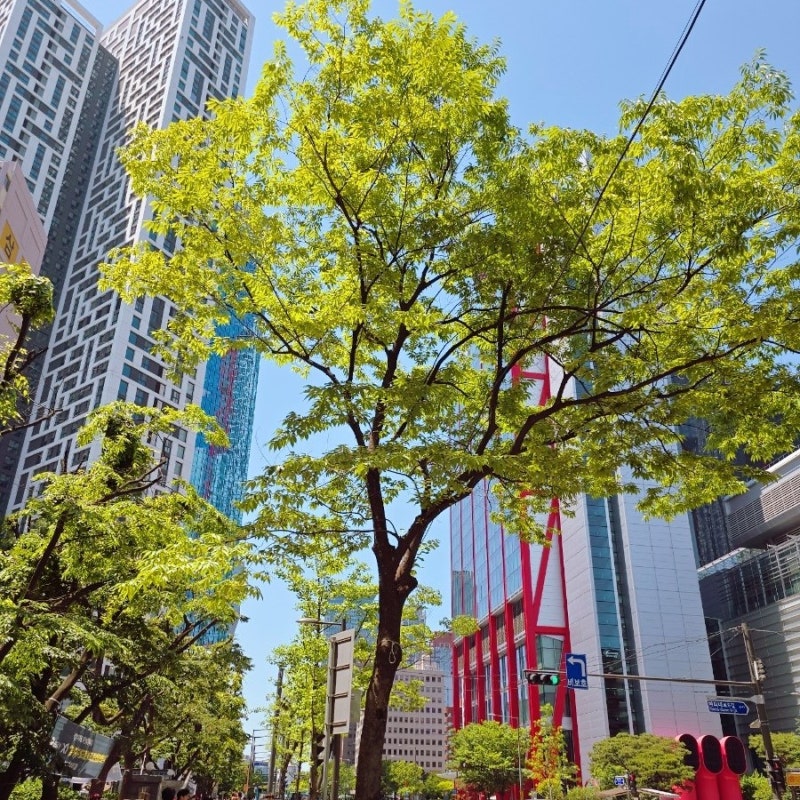 Hyundai Department Store The Hyundai Seoul Yeouido: Shopping Guide and Visit Review