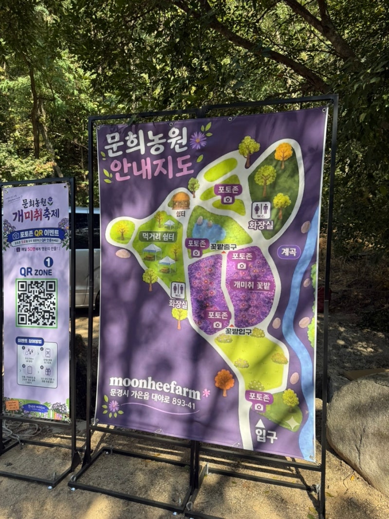 [경상북도 문경] 가은 문희농원 개미취축제 개미취꽃 개화 상태 (2026.09.23)