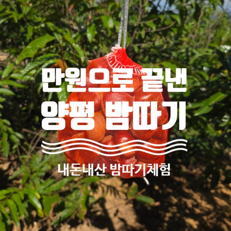아이와 만원으로 끝낸 양평 밤따기 체험, 2시간 주말 나들이 운동화 꿀팁