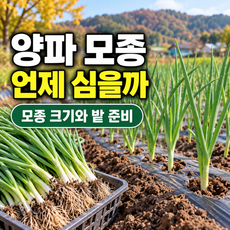 양파 모종 심는시기 10월 준비하려면 9월 말에 확인할 모종 크기와 밭 관리법