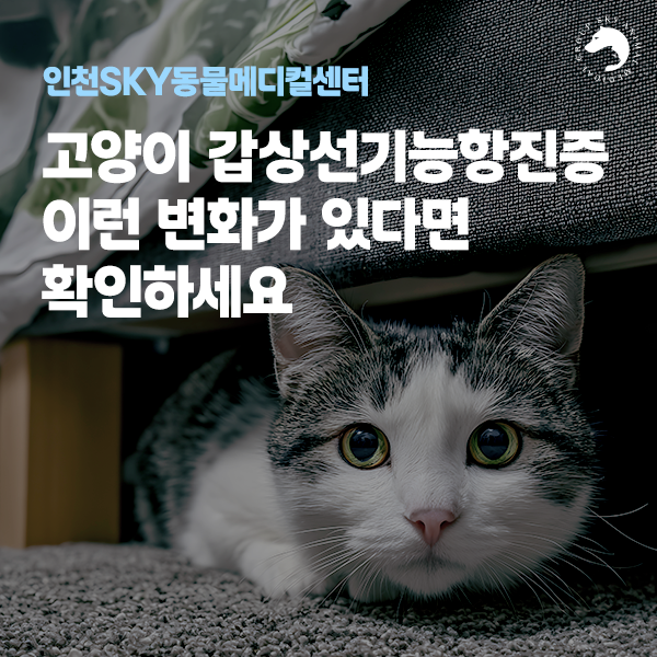 [인천 동물병원] 고양이 갑상선기능항진증에서 나타나는 증상 ┃ 인천SKY동물메디컬센터