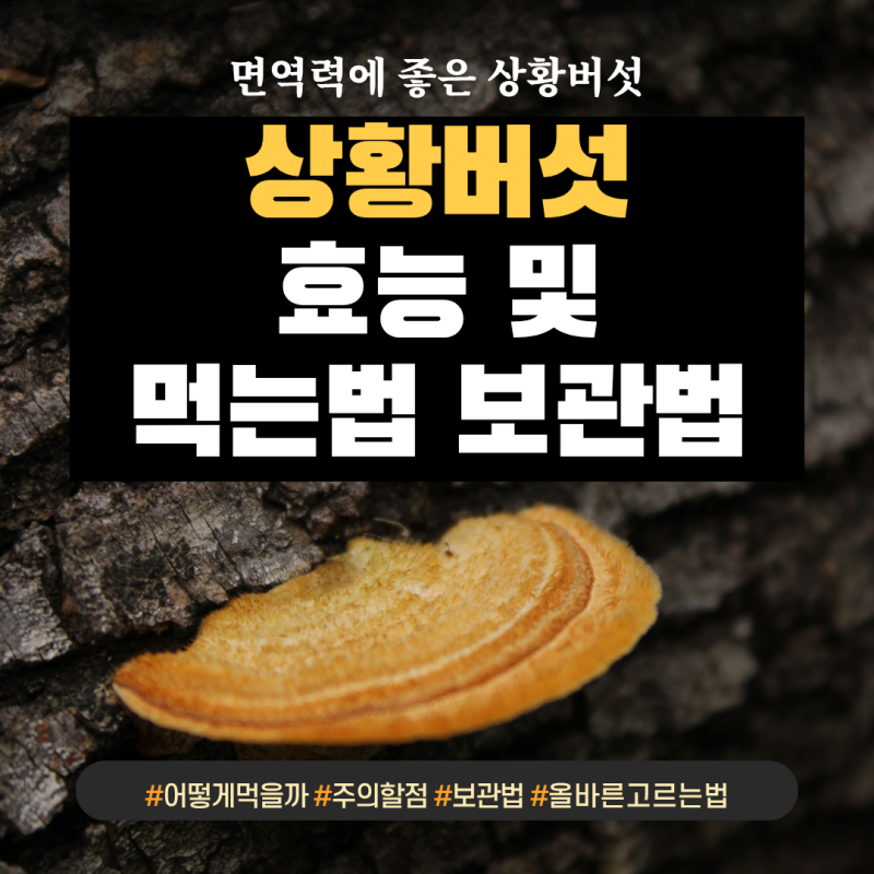 상황버섯 효능, 먹는법 및 보관방법