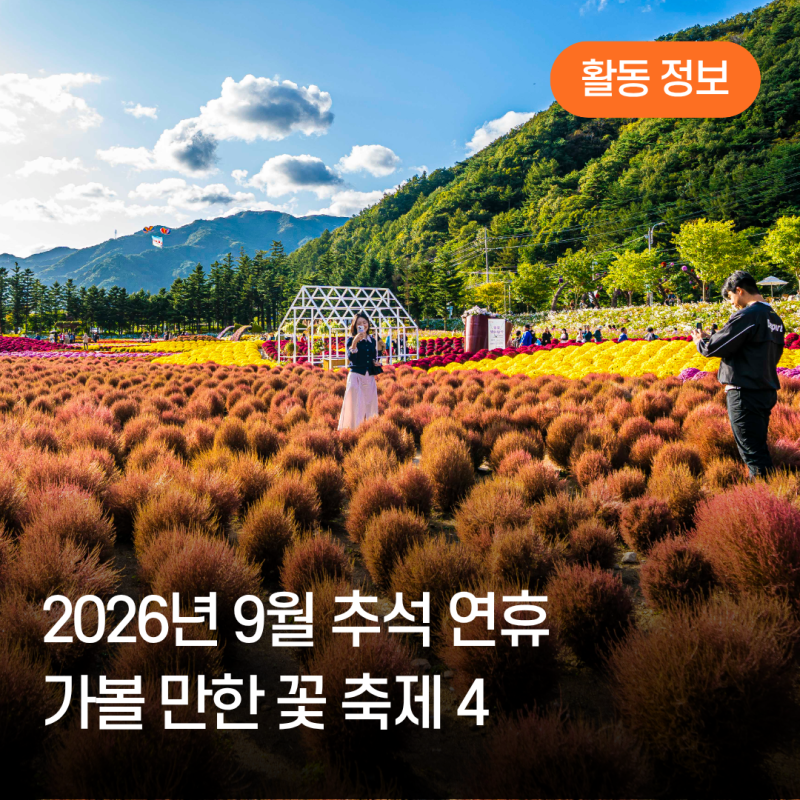 추석 연휴에 가볼까? 2026년 9월 전국 가을꽃 축제 4 (인제, 하동, 양주, 원주)
