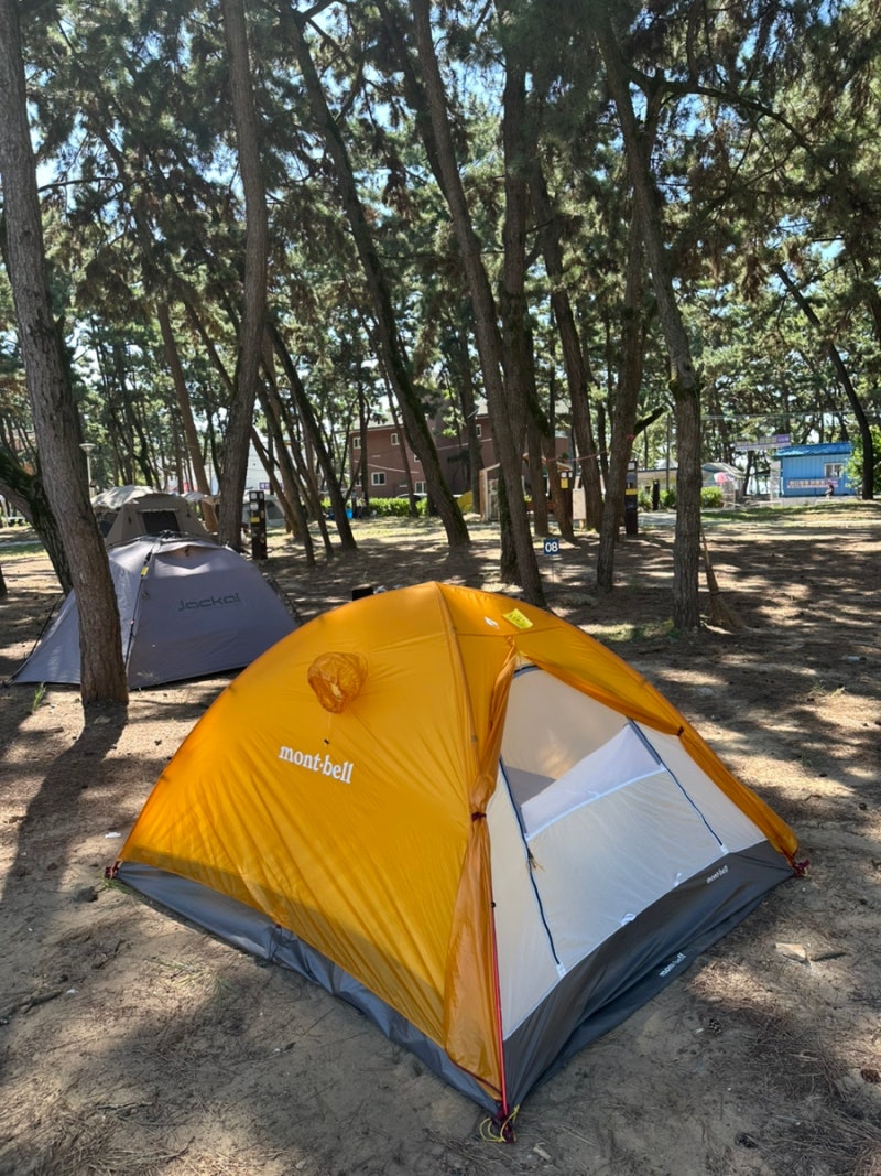 충남 보령 | 바다 가까운 소나무숲 대천해수욕장 캠핑장 자세한 후기