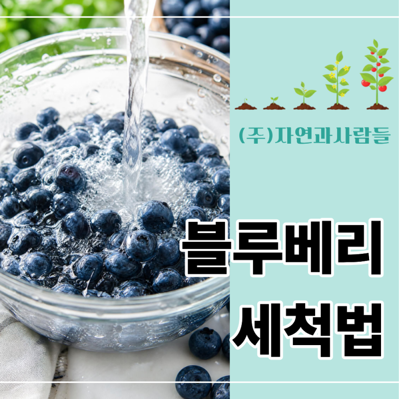블루베리 세척법, 왜 먹기 직전에 해야 할까?