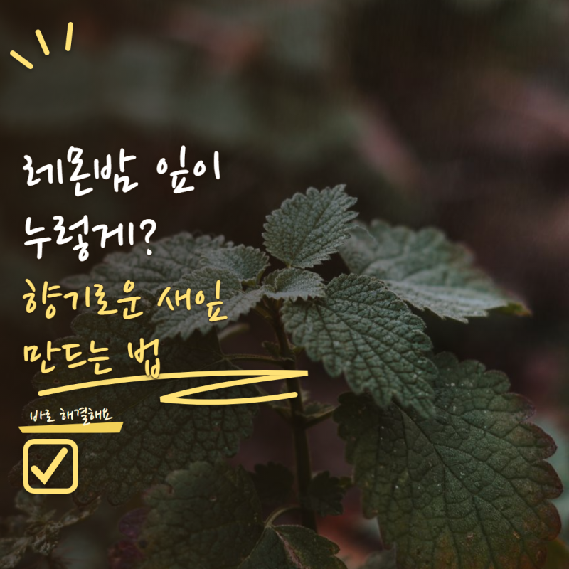레몬밤 키우기 잎이 누렇게 변한다면? 향 진한 새잎 만드는 관리법 5가지