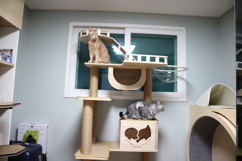 고양이 캣타워 diy 추천 만들기 디어멀 원목 대형 숨숨집