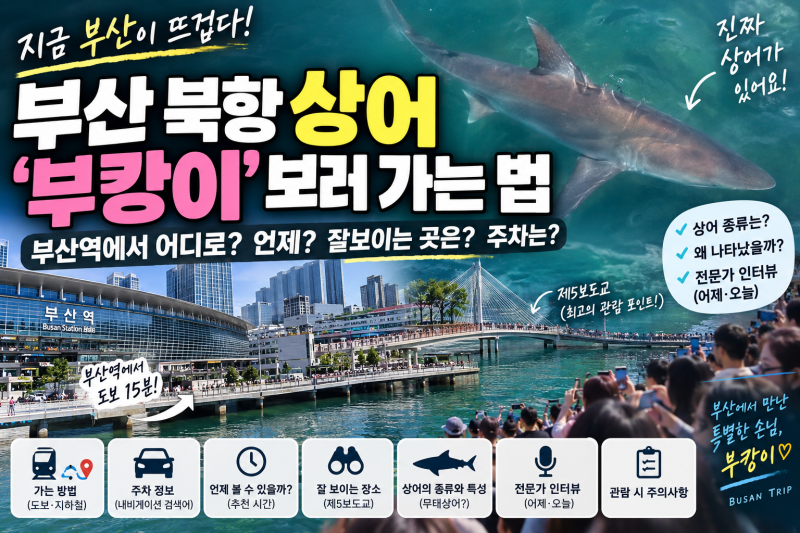 부산 북항 상어 ‘부캉이’ 어디서 볼까? 부산역 도보·주차·제5보도교 총정리