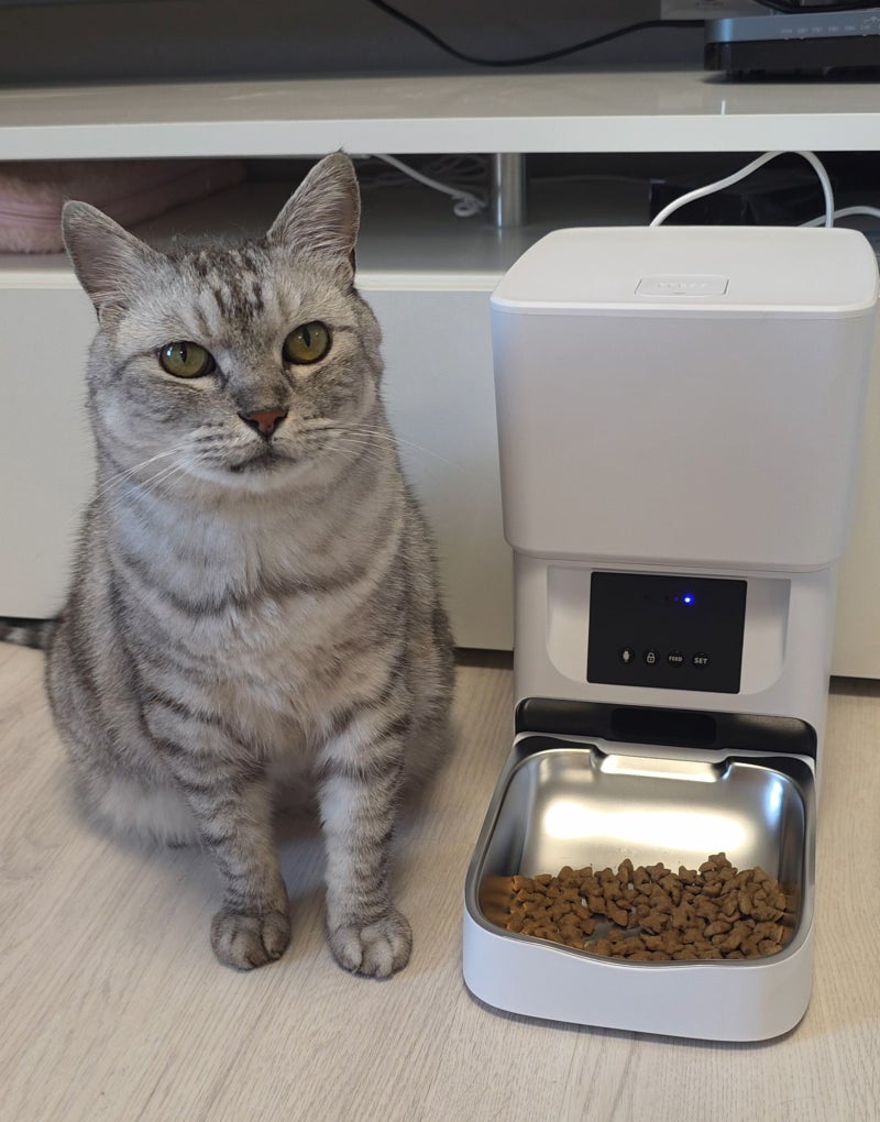 강아지 고양이 자동 급식기 디클펫, 고양이 집사가 직접 써본 후기