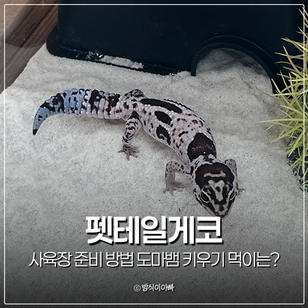펫테일게코 사육장 준비 방법 도마뱀 키우기 먹이는?