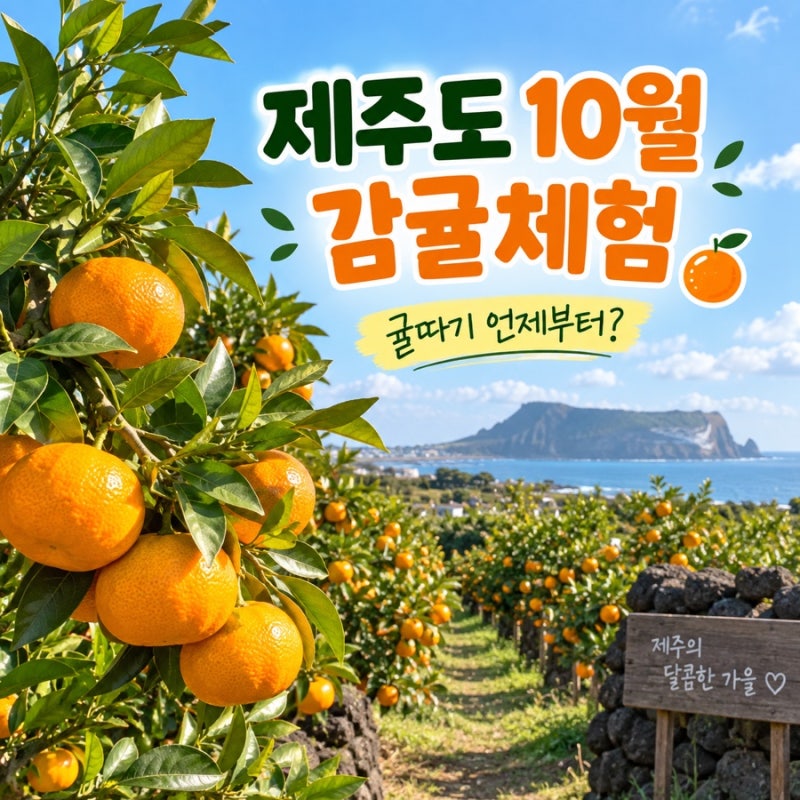 Jeju Tangerine Picking in October: When Can You Start?