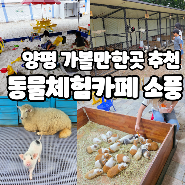 서울근교동물농장 아이랑 양평가볼만한곳 동물체험카페 소풍